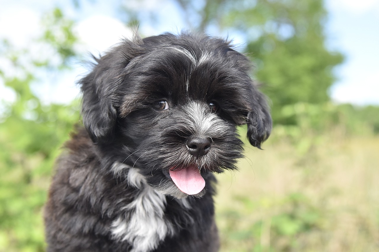 10 Dog Breeds That Are the Best at Cuddling on Rainy
Days