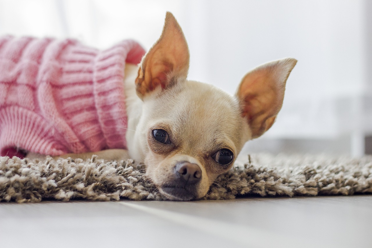 10 Dog Breeds with the Most Adorable Napping Habits