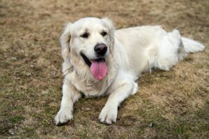 10 Dog Breeds with the Most Enthusiastic Greeting
Rituals