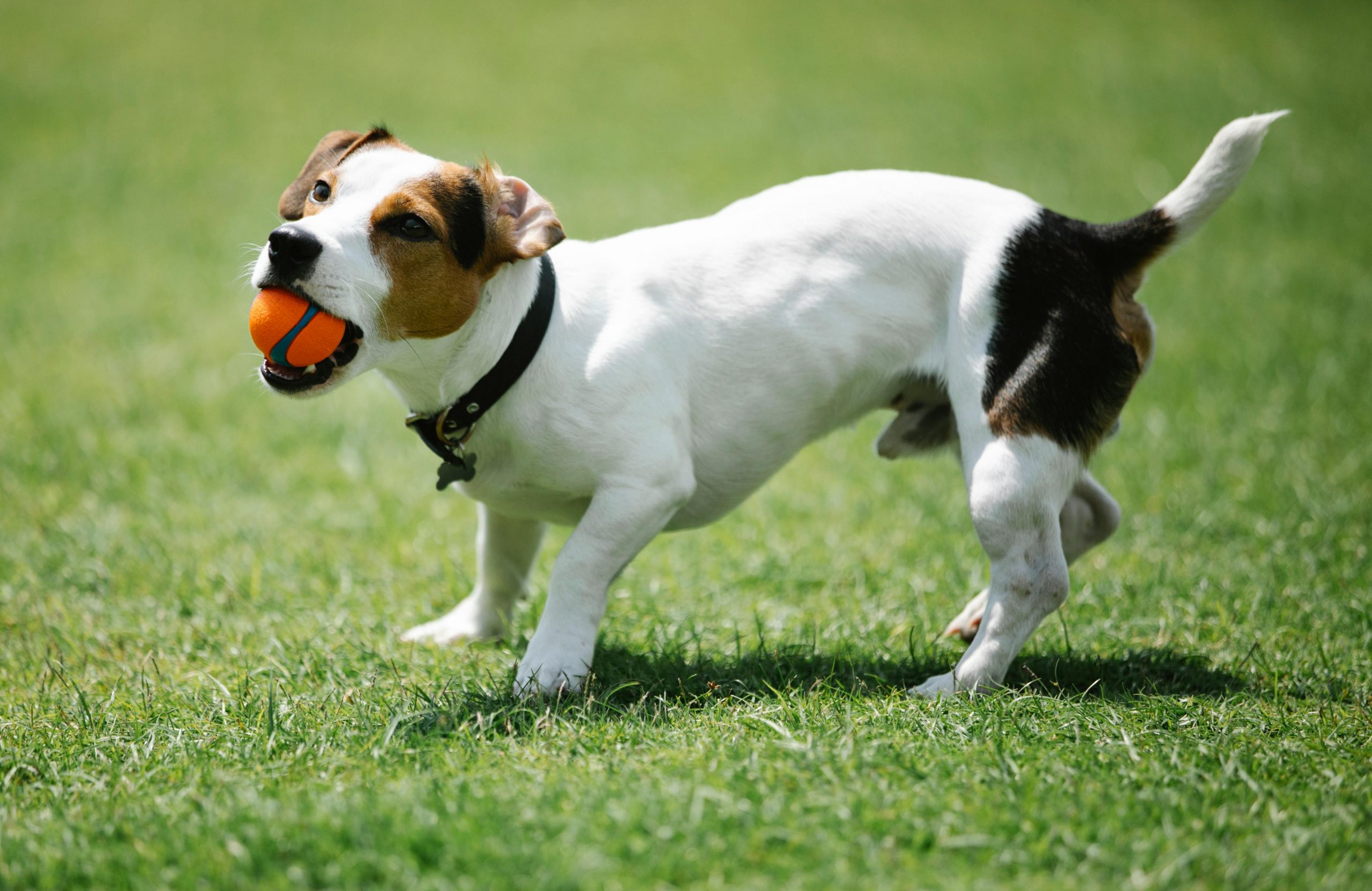 12 Dog Breeds That Are Remarkably Good at Fetching