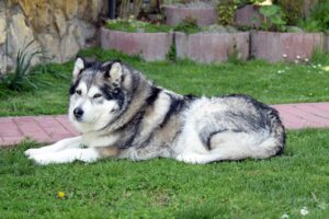 12 Dog Breeds That Love to Play in the Snow