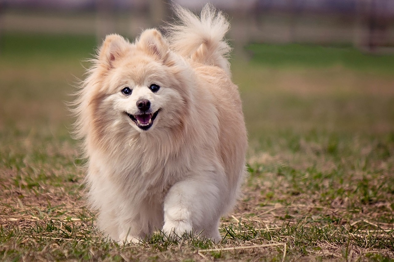 12 Easygoing Dog Breeds Seniors Will Adore