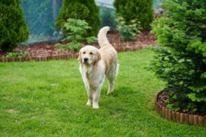 15 Dog Breeds with the Most Endearing Head Tilts