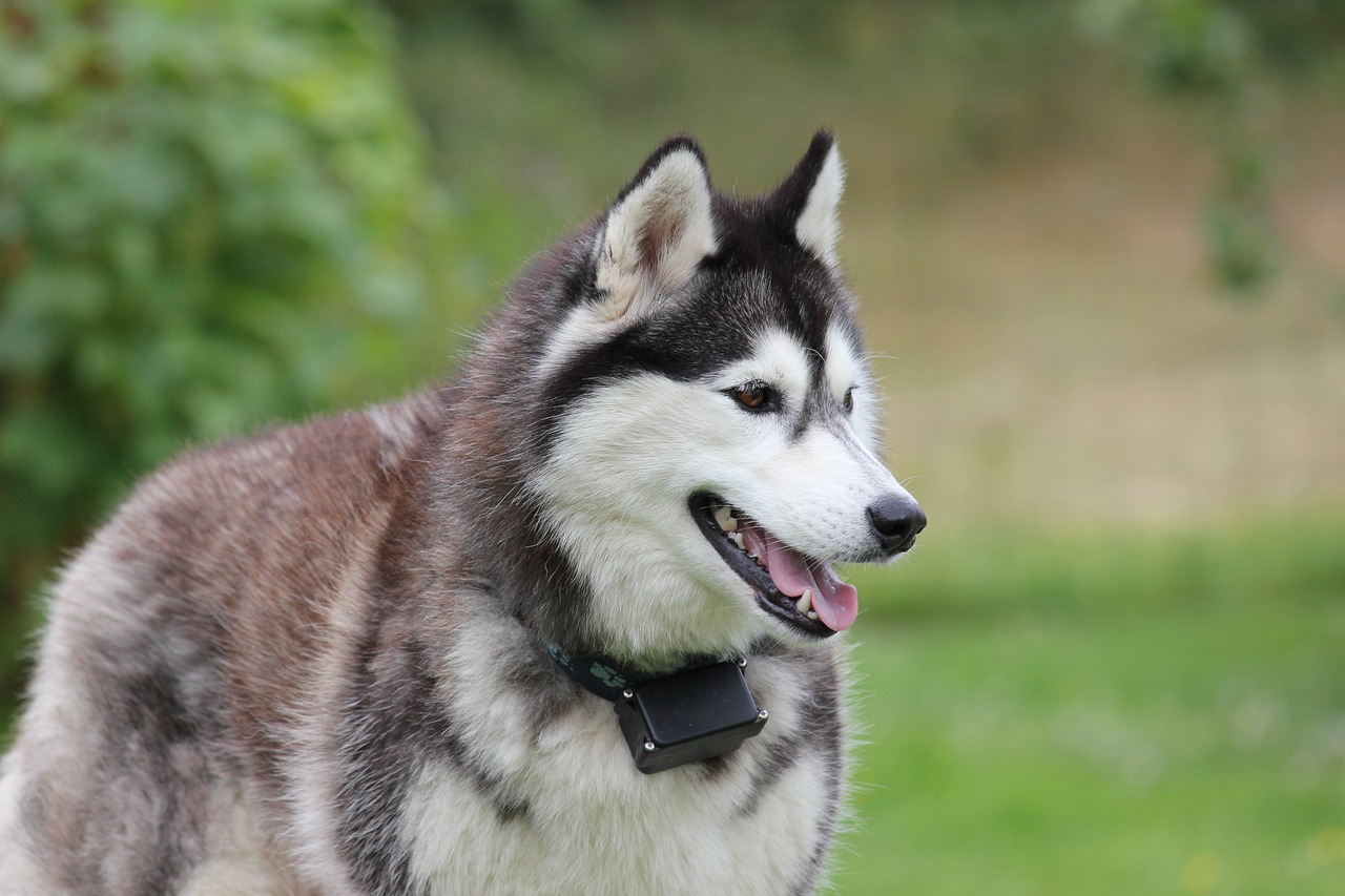 7 Crazy Things That Are Perfectly Normal For Huskies