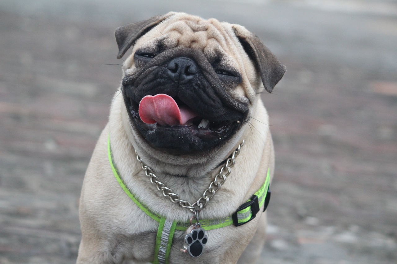 7 Crazy Things That Are Perfectly Normal For Pugs