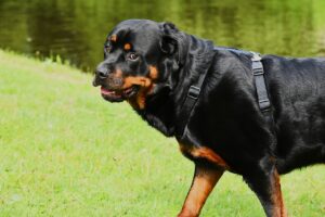 7 Crazy Things That Are Perfectly Normal For
Rottweilers