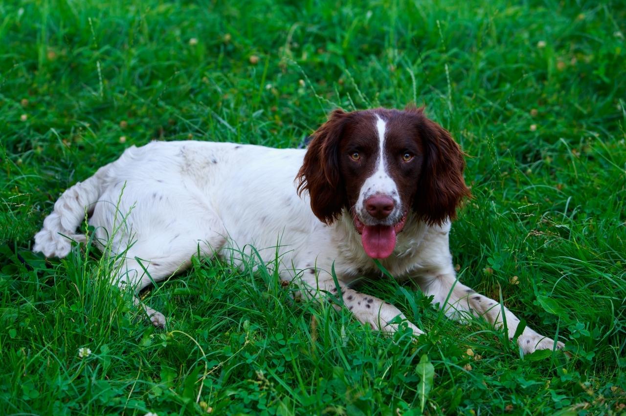 7 Crazy Things That Are Perfectly Normal for English
Springer Spaniels