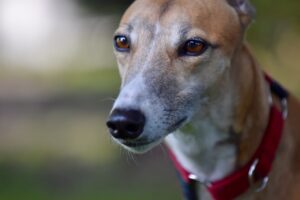 7 Crazy Things That Are Perfectly Normal for
Greyhounds