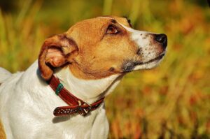 7 Crazy Things That Are Perfectly Normal for Jack
Russell’s