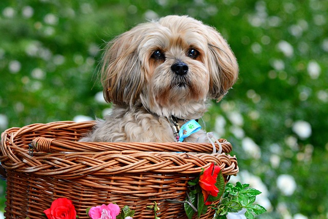 7 Crazy Things That Are Perfectly Normal for Lhasa
Apso