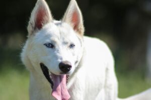 8 Dog Breeds with the Most Memorable Howls