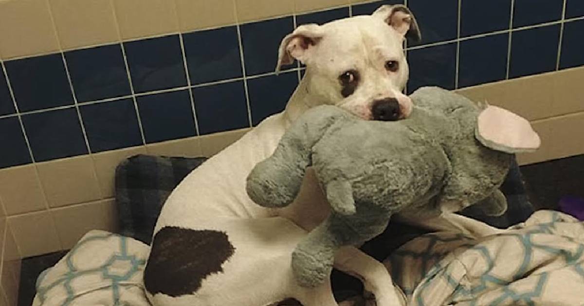 A Petrified Pup Clutches Stuffed Elephant For Comfort While
‘Waiting’ To Be Euthanized