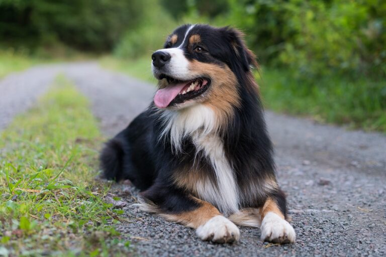 Australian Shepherd Colors: 7 Stunning Variations with
Pictures