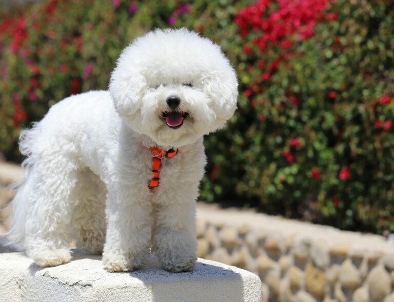 Bichon Frise Colors: 7 Stunning Variations with
Pictures