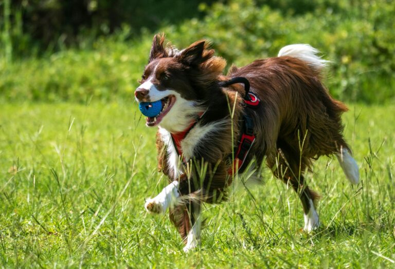 Border Collie Colors: 7 Stunning Variations with
Pictures