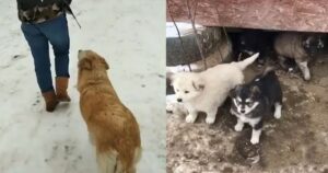 Brave Mom Dog Asks for Help to Save Her Puppies from the
Freezing Weather