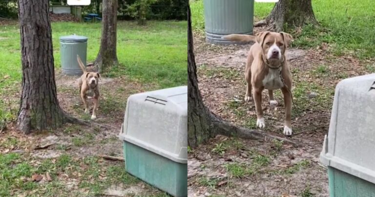 Couple Finds Abandoned Dog Tied to Tree in Their New
Home