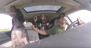 Dad Set Up Camera To Show His 4-Giant Dogs “Going Crazy” On
Their Way To Their Favorite Place