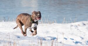 Dog Came Back ‘Frantic’ And Soaking Wet, Then Begs Family To
Follow Her To A Nearby Dam