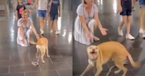 Dog Dances With Joy After Reuniting With Grandma