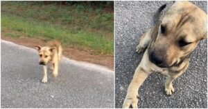 Dog Walks Up To Sanctuary Gate And Holds Out His Paw