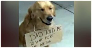 Dog Was ‘Spotted’ Outside A Store All Alone But Had Sign
Around His Neck