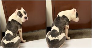 Dog Who Harms Himself From Stress, Sits By Door Waiting For
It To Open