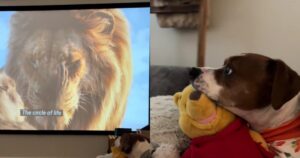 Dog’s Heartfelt Reaction to ‘The Lion King’ Takes Over
TikTok