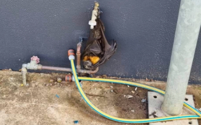 Flying Fox Clings to Water Tap, Unsure of What to Do
Next