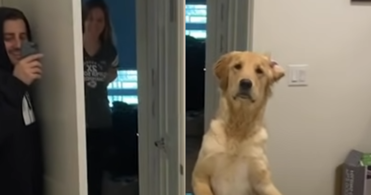 Golden Retriever Gets ‘Hilariously Confused’ by Mirror
During Hide-and-Seek