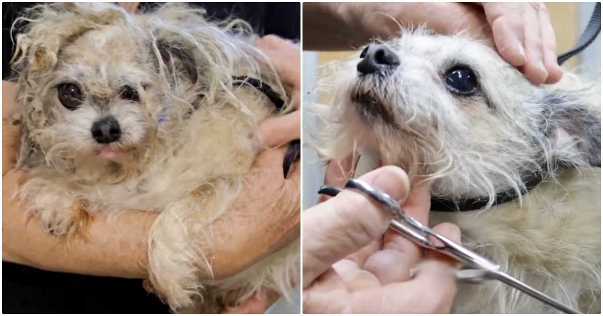 Groomer Transforms Neglected, Matted Dog Into a Dashing
Gentleman