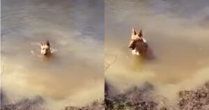 Grumpy German Shepherd Doesn’t Want to Stop Swimming