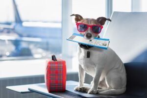 Guide to Traveling Internationally with Your Dog