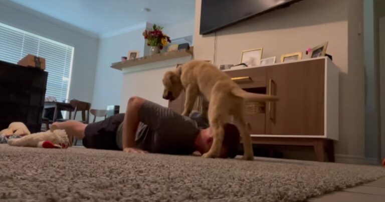 Guy Attempts Push-Ups at Home, Dog’s Hilarious Reaction
Steals the Show