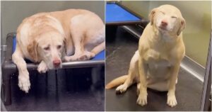 Heartsick Dog In Boarding Facility Beams When Mom Comes Back
For Her