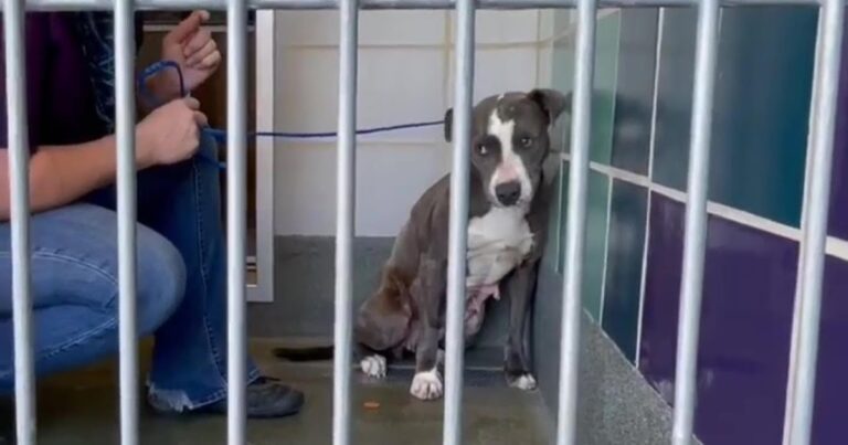 His Owners Moved and Left Him Alone, Dog Scared Of
Rescuer