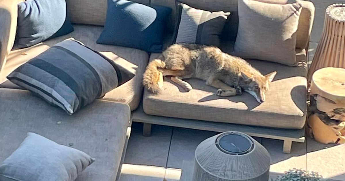 Homeowner Discovers “Couch Potato” Dog On Patio But ‘Wasn’t
A Dog At All’