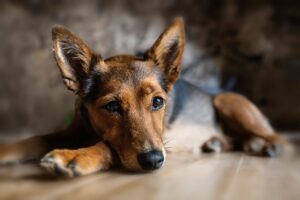 How Do Dogs Get Heartworm And How Can It Be
Prevented?