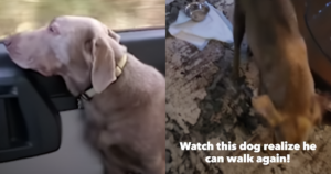 Labrador Dog Was Paralyzed And Couldn’t Walk Until One
Miracle Day