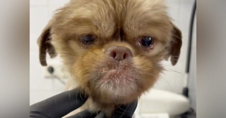 Little Lost Puppy Cries with Joy When He’s Finally
Rescued