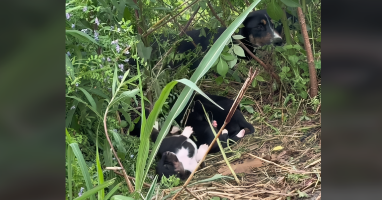 Mama And Her Babies Were All Alone On the Road Until She
Looked Up