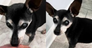 Old Dog with Dementia Forgets He Just Said, ‘Hello’ to Dad,
Leaving Him Heartbroken