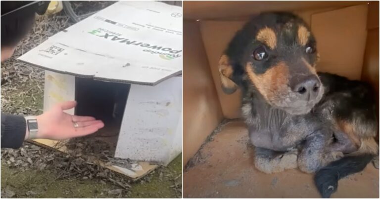 Puppy Found In Wet Cardboard Box Receives Dog House Of His
Dreams