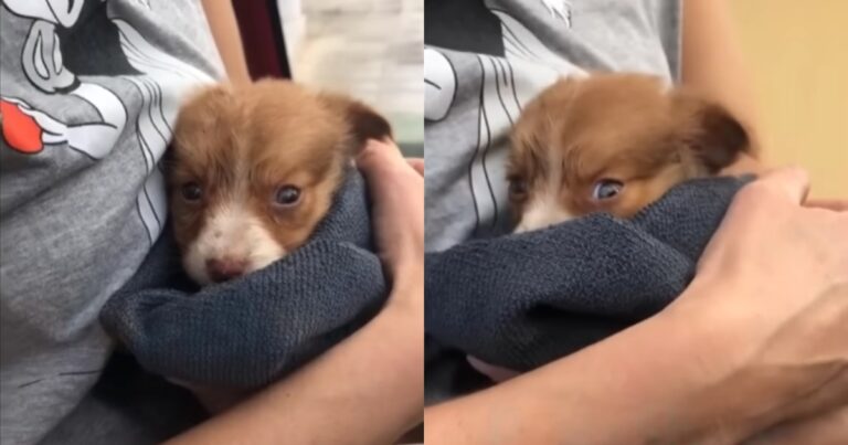 Puppy Left by Roadside Finds Hope with New Rescuers