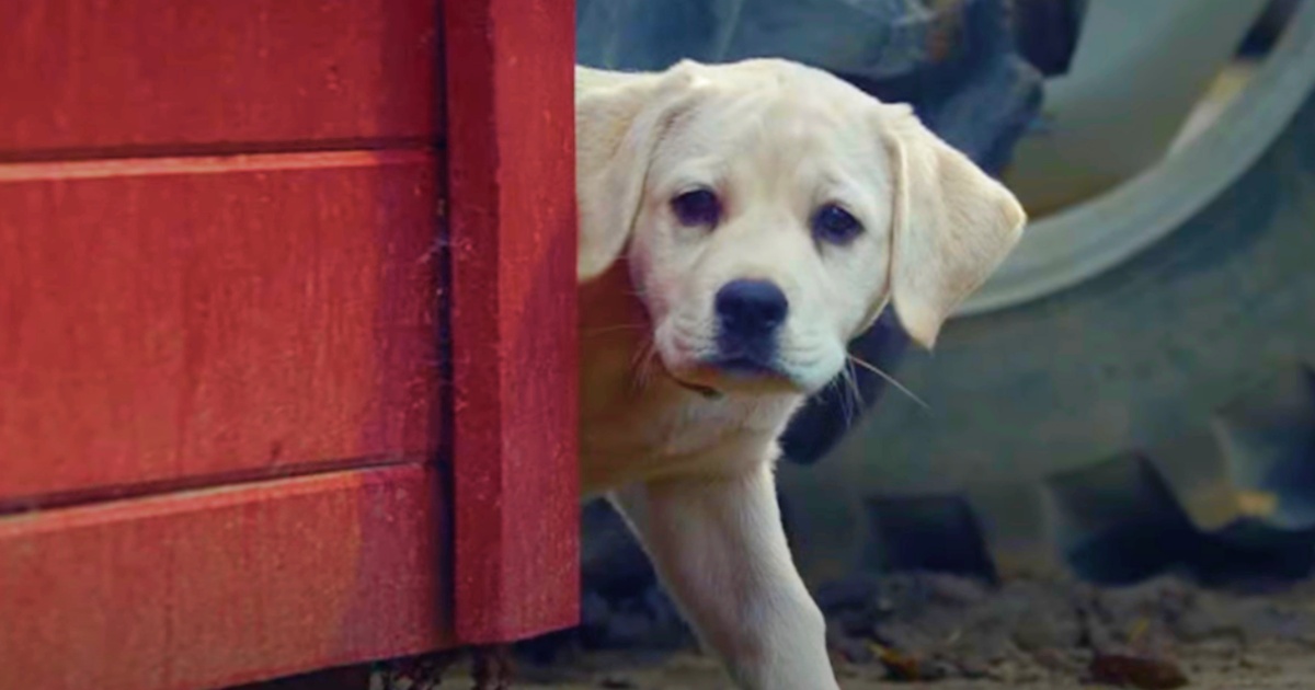 Puppy Quaking From The Cold, Gazes At Man Throwing Out
Trash