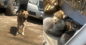 Rescuers Find Stray Dog And Finds Out She’s A Mom