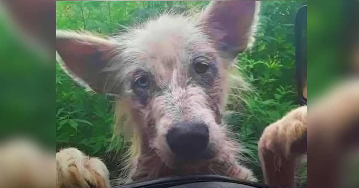 Scraggly Dog Stands At Trucker’s Window, Demanding To Come
In