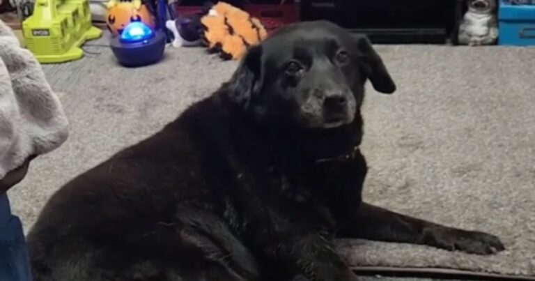 Senior Dog Finds ‘New Friend’ After Being Left at a Cat
Shelter