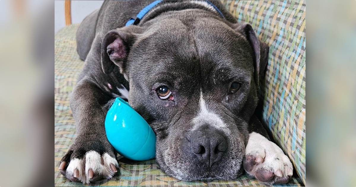 Senior Dog Winds Up In Shelter For Doing ‘Nothing
Wrong’