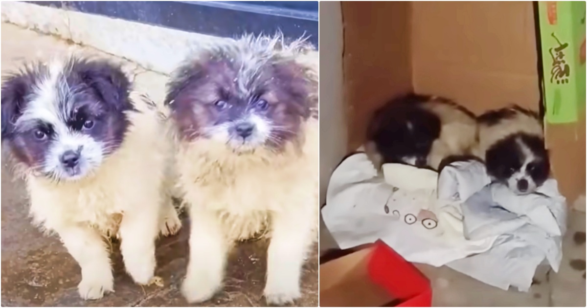 Sympathetic To Their Plight, Woman Adopts Pups But Left Them
Outside In 1°